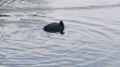 Fulica atra