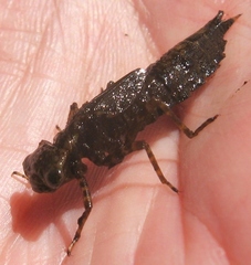 Boyeria vinosa