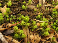 Leptodontium