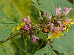 Apis mellifera
