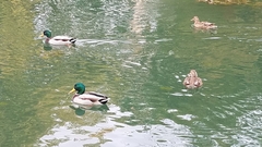 Anas platyrhynchos