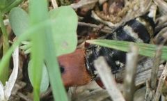 Platydracus stercorarius