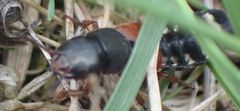 Platydracus stercorarius