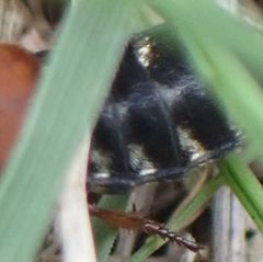 Platydracus stercorarius