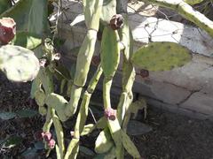 Opuntia anacantha