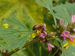 Apis mellifera