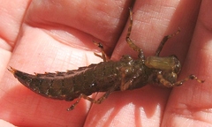 Boyeria vinosa