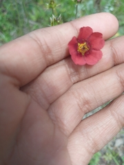 Potentilla thurberi