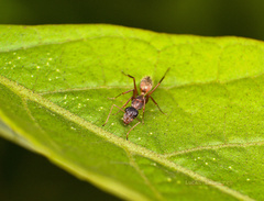 Camponotus blandus