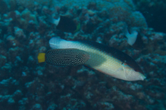 Anampses neoguinaicus