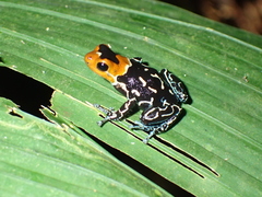 Ranitomeya fantastica