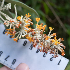 Buddleja madagascariensis