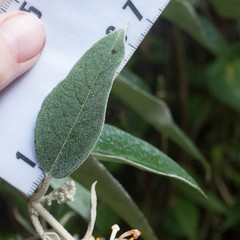 Buddleja madagascariensis