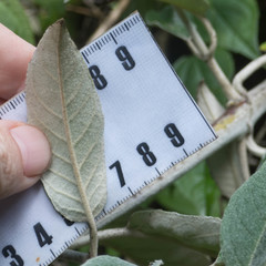 Buddleja madagascariensis