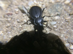 Carabus taedatus
