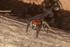 Trydarssus nobilitatus