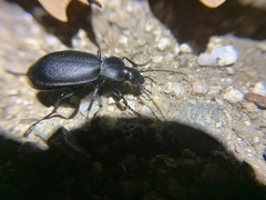 Carabus taedatus