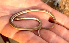 Psammophis orientalis