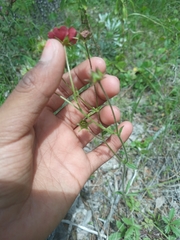 Potentilla thurberi