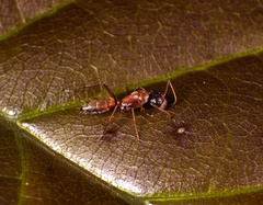 Camponotus blandus