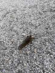 Procambarus virginalis