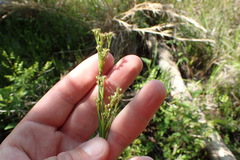 Juncus acuminatus