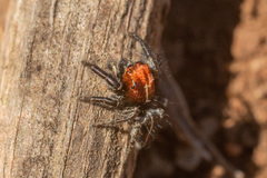 Trydarssus nobilitatus