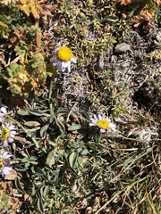 Erigeron leiomerus