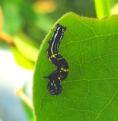 Acronictinae