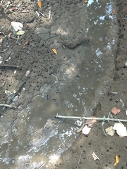 Minuca ecuadoriensis