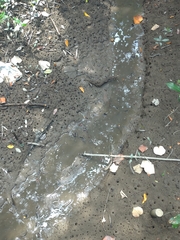 Minuca ecuadoriensis