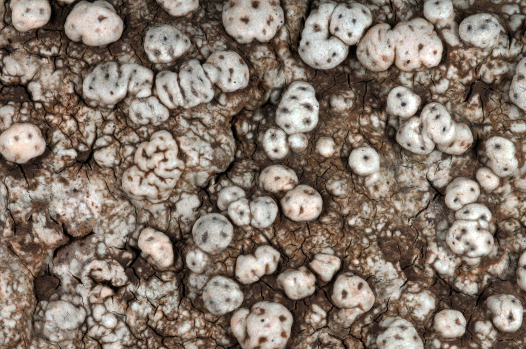 Pertusaria allanii