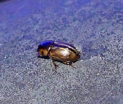 Labarrus cincticulus