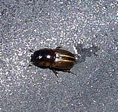 Labarrus cincticulus