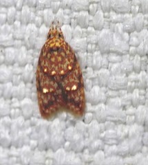 Lophopepla igniferella