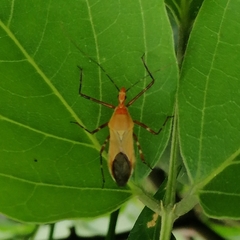 Zelus laticornis
