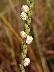Claviceps paspali