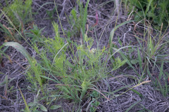 Bifora americana