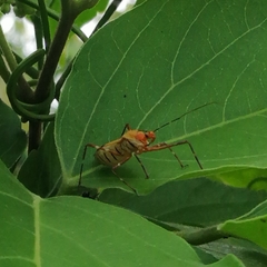 Zelus laticornis