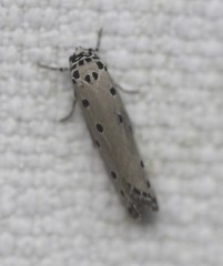 Ethmia heptasema