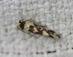 Lactura cristata