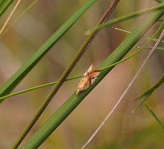 Epitymbia isoscelana
