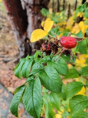Rosa rugosa