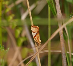 Epitymbia isoscelana