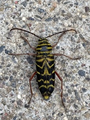 Megacyllene robiniae