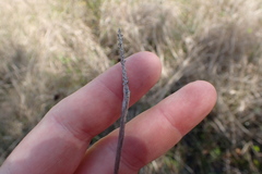 Eleocharis cellulosa