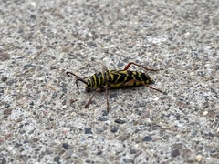 Megacyllene robiniae