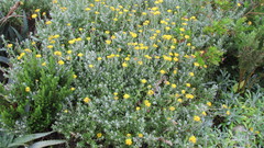 Helichrysum dasyanthum
