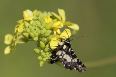 Pseudothyris sepulchralis