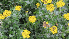 Helichrysum dasyanthum